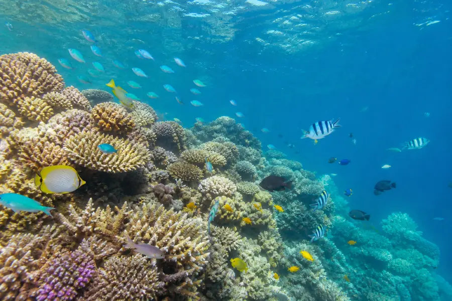 Coral reef underwater on the Great Barrier Reef
