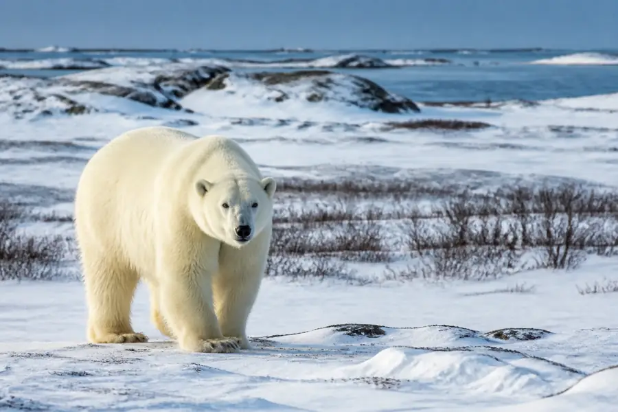 Polar bear on the tundra near Churchill, Manitoba